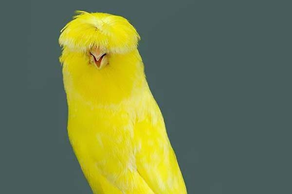 قناری نژاد لانکشایر کاکلی  Crested Lancashire canary